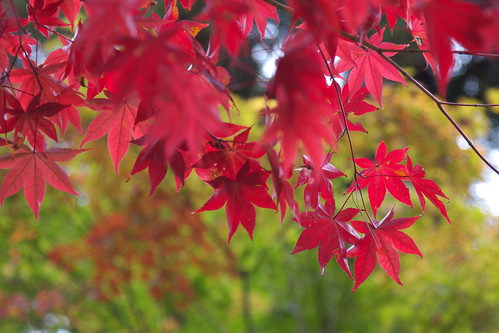 081106 日本京都楓葉之旅~風景 | Taken Date: 2008:11:09 10:00:42 Model: … | Flickr