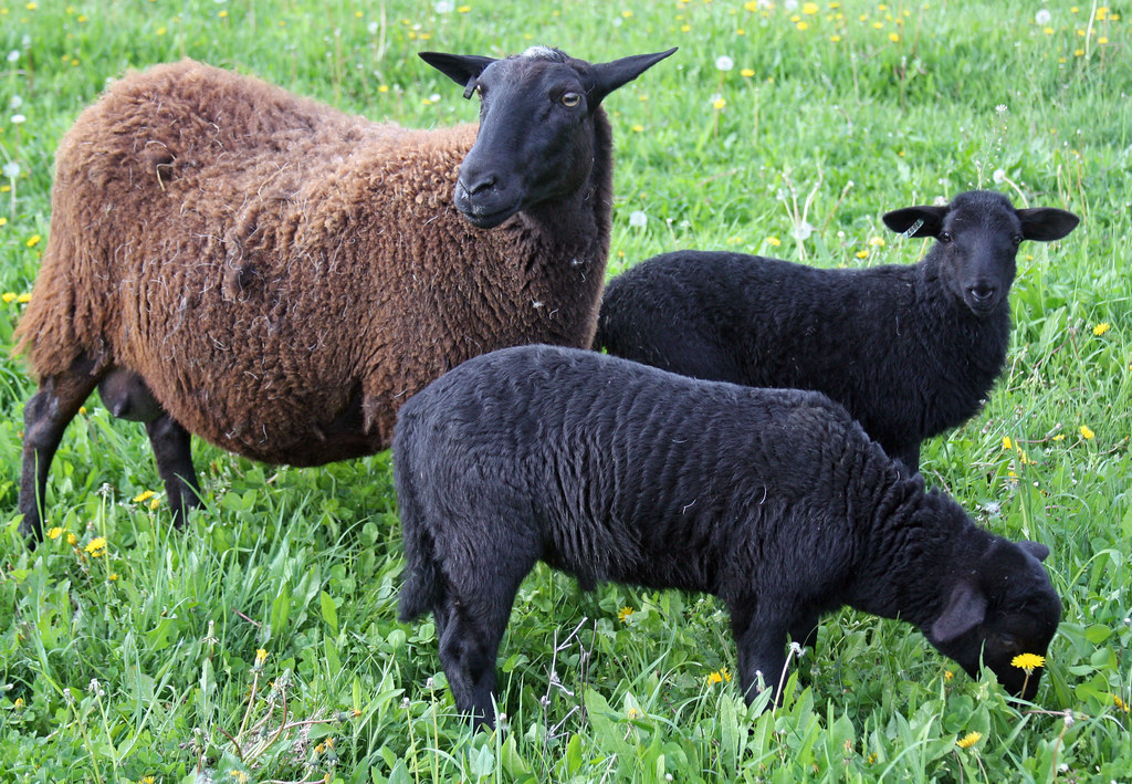Katahdin Sheep | Red Creek Farm