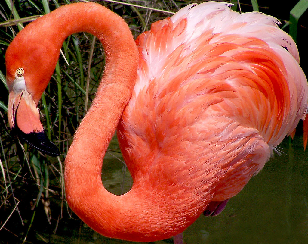 Карибский фламинго