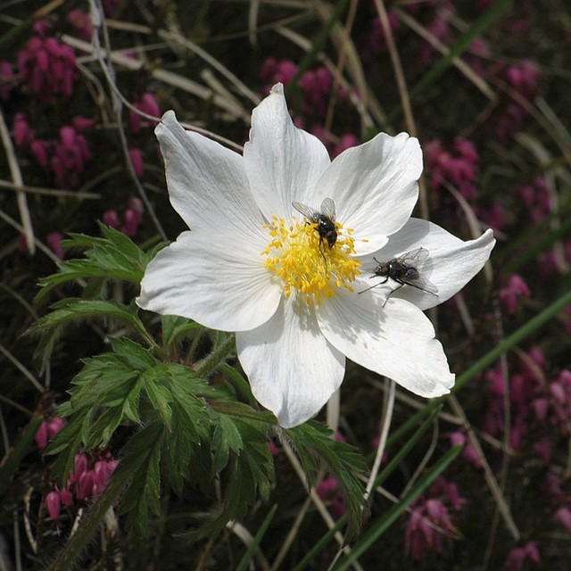 d0803085 | Alpen-Anemone (Pulsatilla alpina) am Monte Baldo. Trentino, 29.05.2008