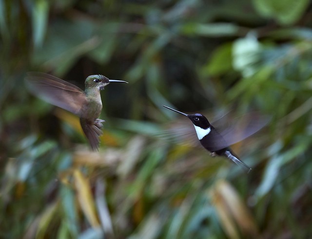 Hummingbird attack