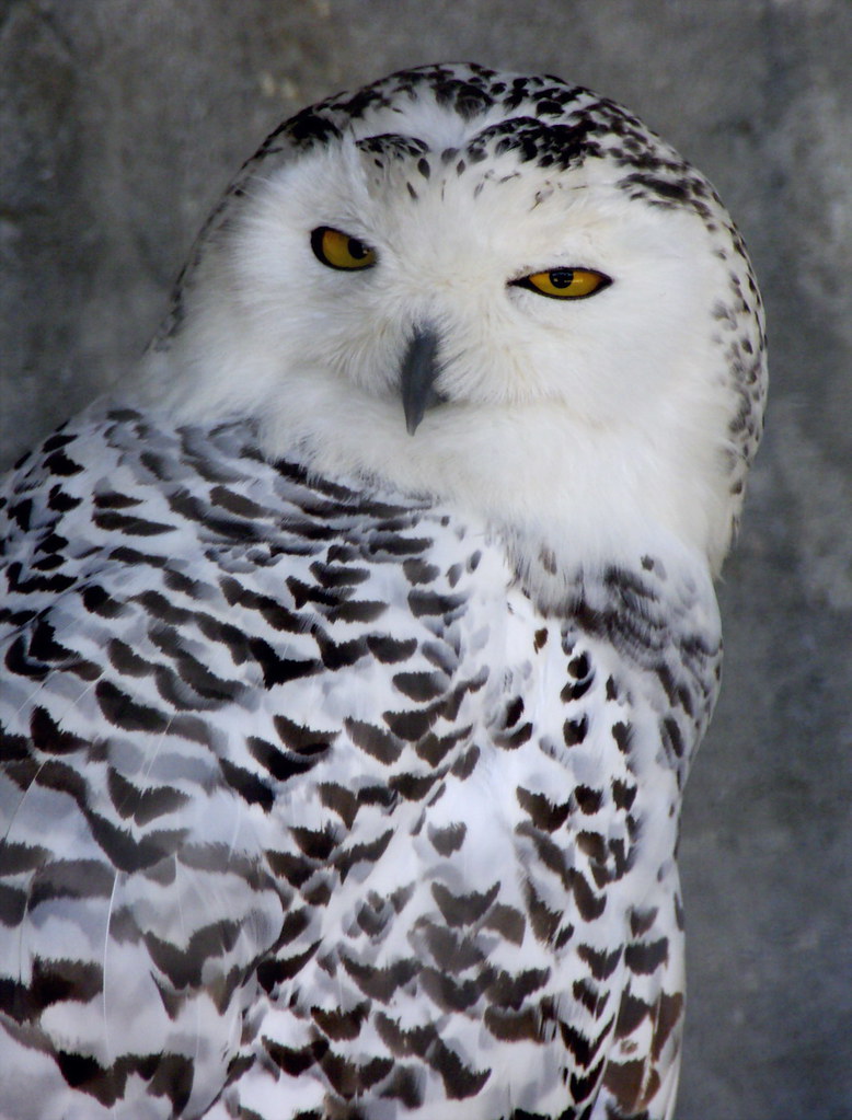 Duc nival / Snowy Owl