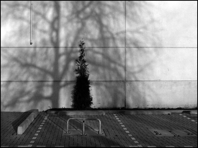 tree parking by paul glazier