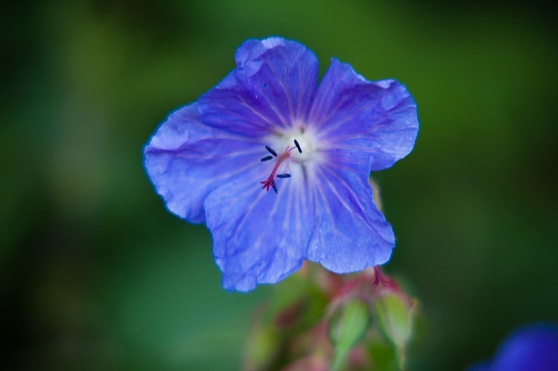 Meadow cranesbill flower