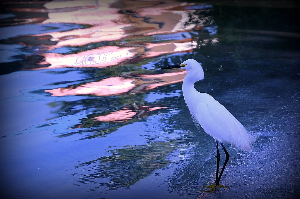 Snowy Egret & pink ripples.. by M'sheArt2 Photography