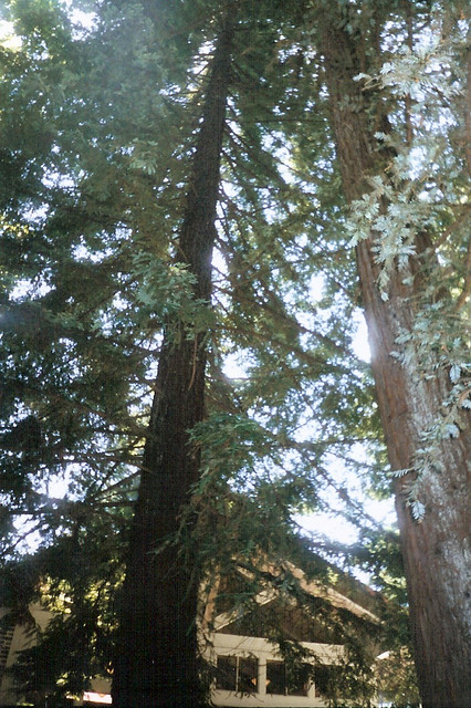 Redwood at the Korbel Winery