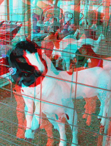 people animal stereoscopic stereophoto 3d kid goat anaglyph iowa siouxcity anaglyphs redcyan 3dimages 3dphoto 3dphotos 3dpictures siouxcityia stereopicture