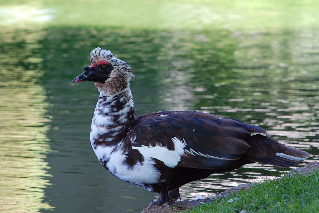 Species of Black and White Ducks: The Muscovy Duck