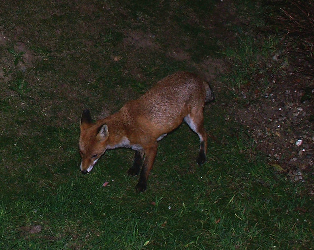 fox @ night