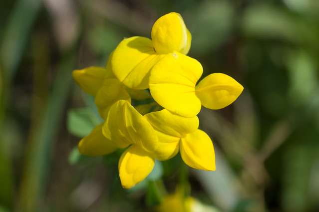 Yellow flowers * Жёлтые цветы -  PLEASE HELP TO IDENTIFY