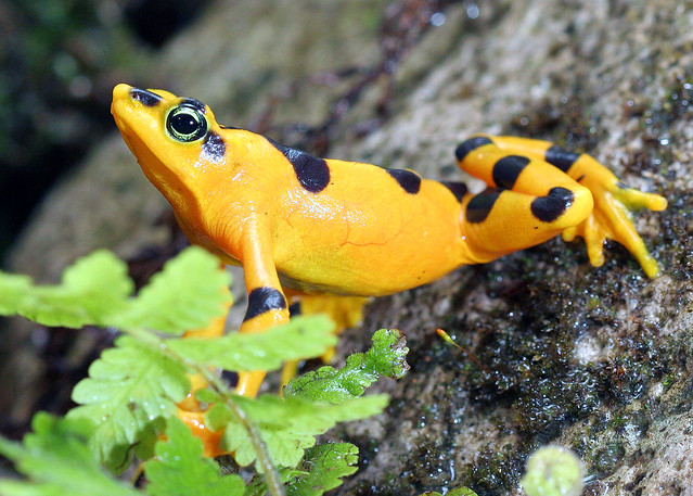Atelopus zeteki, Panamanian Golden Frog, in habitat. IUCN Redlist: Critically Endangered.  Provincia Cocle', Panama.
