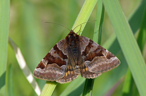moth euclidia euclidiaglyphica drugys burnetcompanion rusvasisdobilinukas