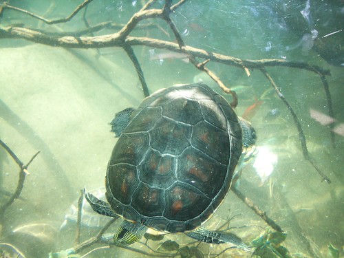 turtle | by edtalmadge