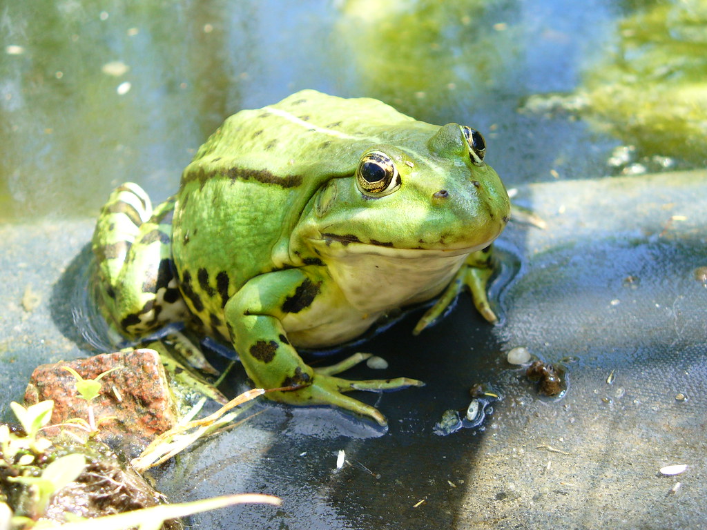 Grüner Frosch | Christopher Lorenz | Flickr
