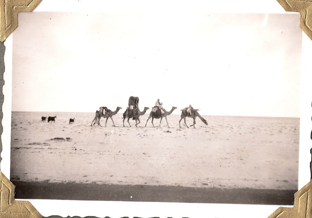 Camels, Goats, and Saluki in Kuwait...Persian Gulf Region; about 1950   الجمال والماعز وكلب سلوقي في الكويت... الفارسية منطقة الخليج نحو 1950