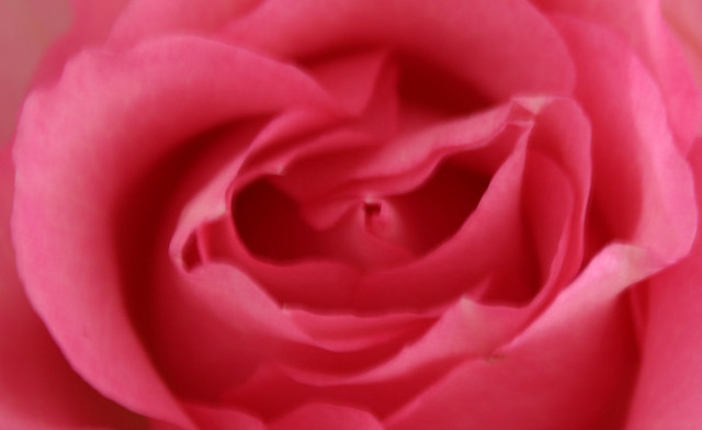 English Rose...