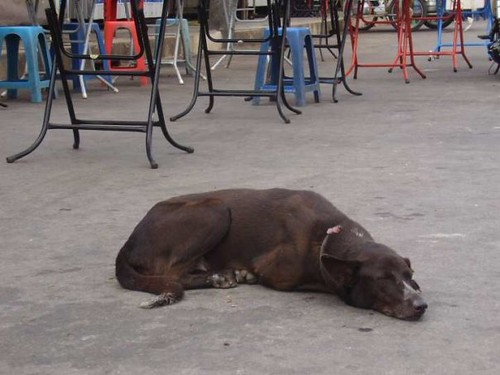 n696569436_199093_629 | Dogs of Thailand | Seb | Flickr
