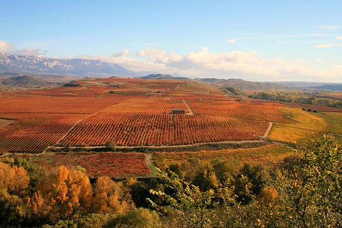 Ebro Vineyard by RobWinton