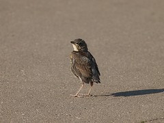 Fieldfare chick
