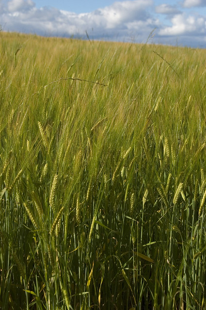 Golden-green Barley