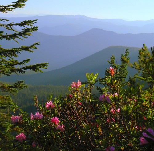 pink blue foothills oregon forest mt national hood wildflowers