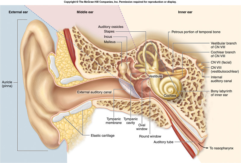 Ear (Anterior View) | sergekorjian | Flickr