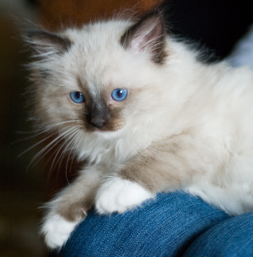 Ragdoll cat | Ragdoll cat | Jasper Bakker | Flickr