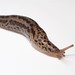 Flickr photo 'Leopard slug' by: brian.gratwicke.