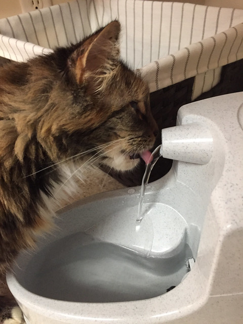 Tiger's new water fountain