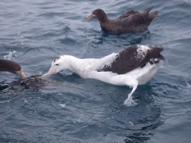 Wandering albatross and Northern giant petrels