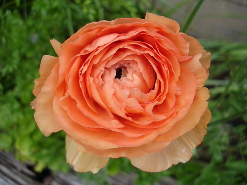 Peach Ranun peach ranunculus | Cindy | Flickr