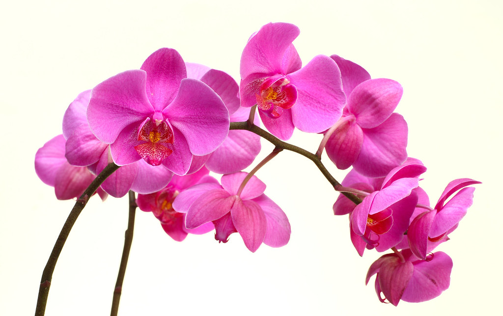 orquídea phalaenopsis rosa | all rights reserved © • best vi… | Flickr