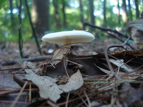 9 - Parmenter: fungi umbrella | by shersteve