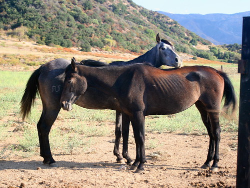 Horses