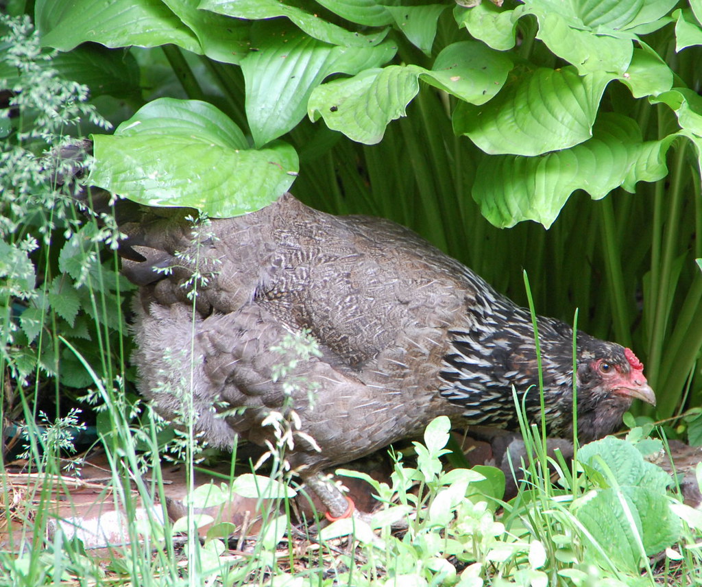 hen looking for bugs