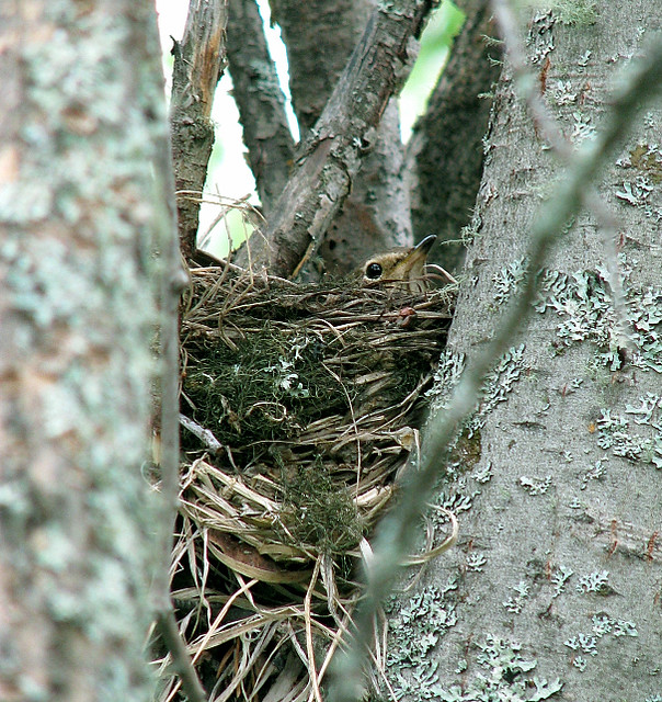 Swainson's Thrush Nest