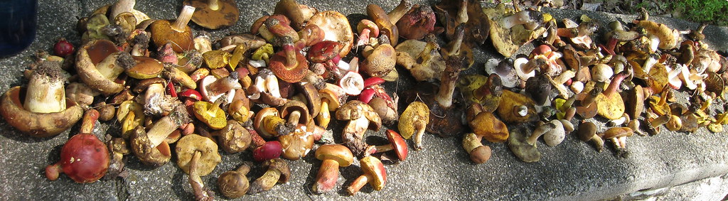 Mushroom Spread