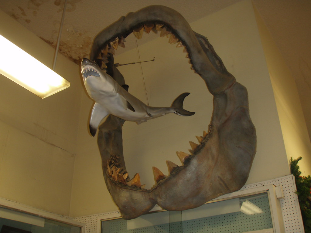 Megalodon jaws and model
