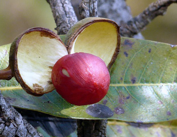 Frutos do Cerrado/Brazilian Savanah Fruits