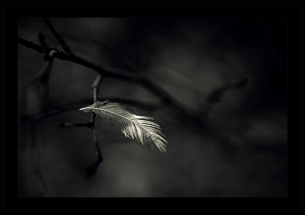 Light Feather by Joni Niemelä