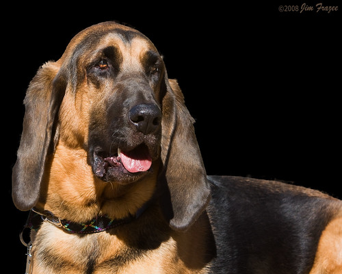 Low-key Bloodhound by Jim Frazee