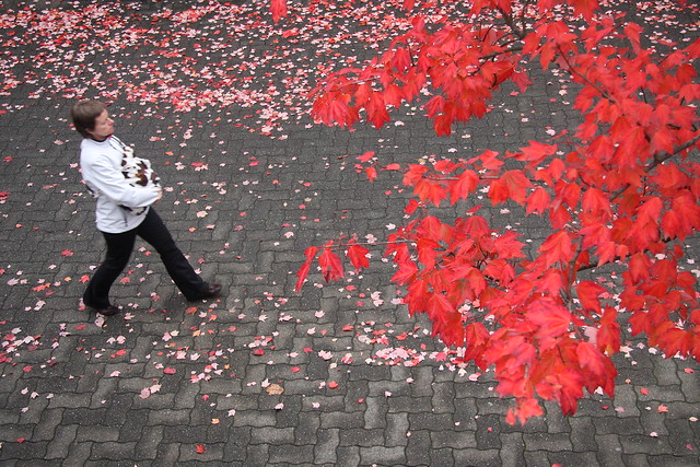 beware...a swarm of red maple leaves