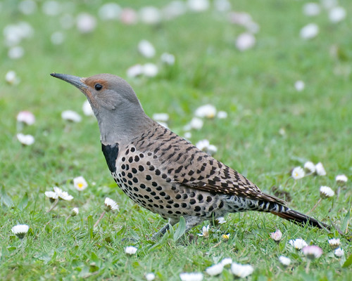 Female Northern Flicker | In the grass north of the pond at … | Flickr