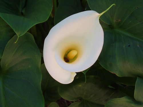 Calla Lilly | by CampoGirls & Hoes