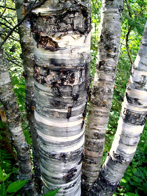 Hecla, MB, Aspen tree trunks