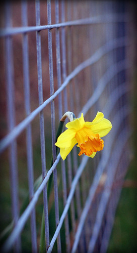 Caged by A.Wilson