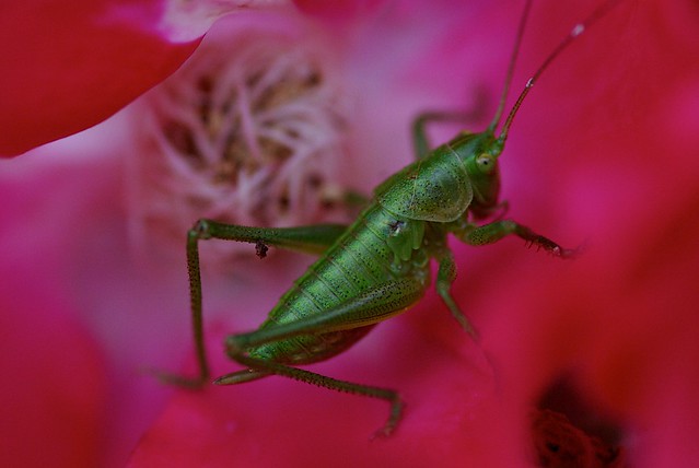 Grasshopper on Pink