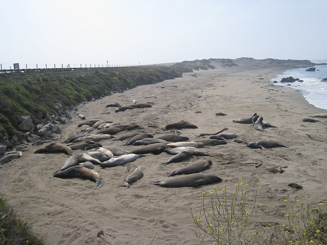 Piedras Blancas Elephant Seals