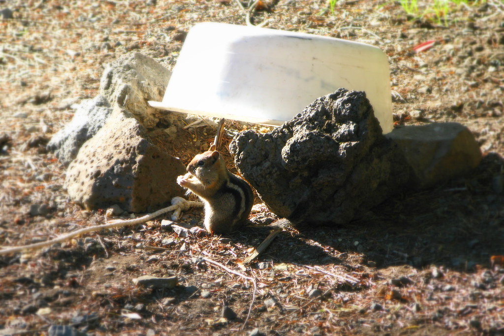 How to Trap Chipmunks