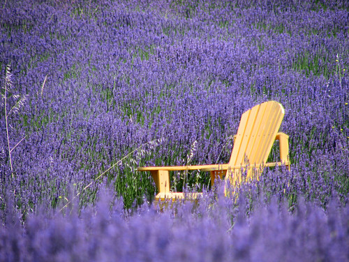 california ca flowers green purple farm lavender atascadero acres canons3 greenacreslavenderfarm
